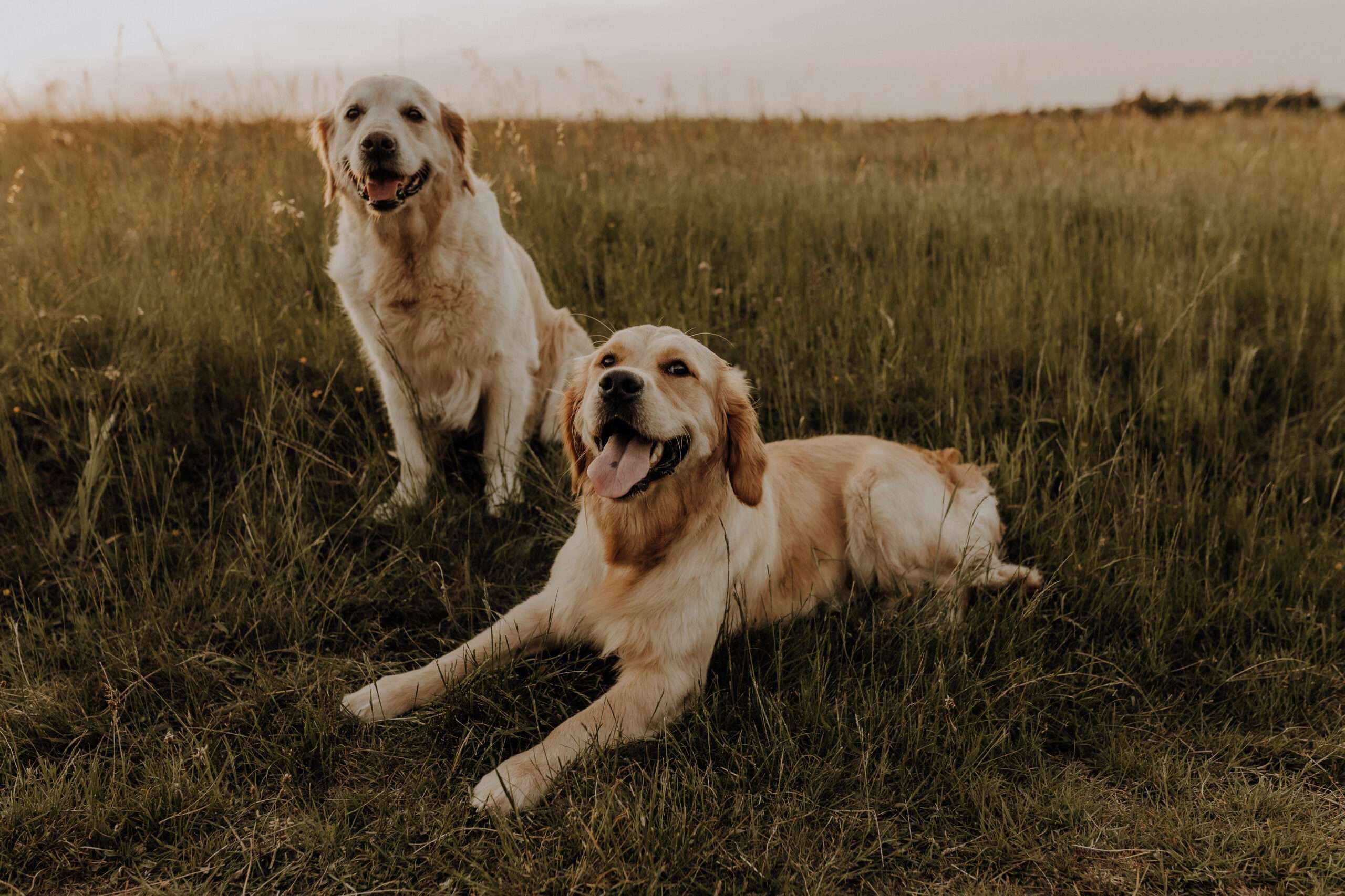 Golden Retriever im Sonnenuntergang im Gras